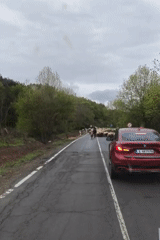 Sheep flock blocks road traffic in Tsarevo, Bulgaria