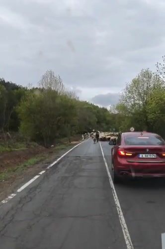 Sheep flock blocks road traffic in Tsarevo, Bulgaria
