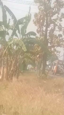The video shows a rural road with vegetation on both sides. In the foreground, there is tall, dry grass. Banana trees are visible on the left side of the road. On the right side of the road, there is a tree with sparse, dry leaves, and utility poles. Several vehicles are present on the road, including a yellow van or truck, a red and black vehicle that appears to be a bus or large van, and a person on a motorcycle. People are visible near the vehicles. The sky is overcast or hazy. The overall impression is a dusty, dry environment.