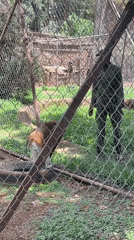 Zoo visit documented in Jos, Nigeria
