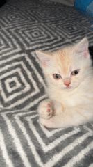 Kittens napping, cuddling, and playing at home