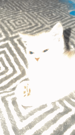 Kittens napping, cuddling, and playing at home