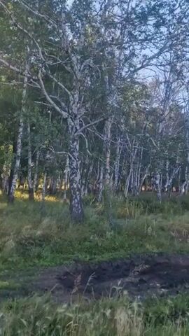 A video shows a line of birch trees with the sun shining through them. The trees have white bark and green leaves. The ground in front of the trees is covered with grass and some dirt. The video pans slightly from left to right, showing more of the trees and the sunlight.