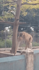Monkey spotted on concrete wall in Palohlada, Indonesia
