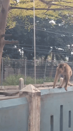 Monkey spotted on concrete wall in Palohlada, Indonesia