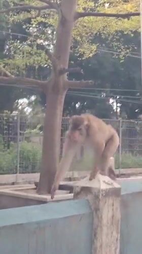 Monkey spotted on concrete wall in Palohlada, Indonesia