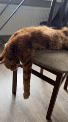 Pets caught on camera in quiet Saint Petersburg moments