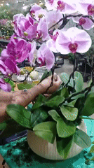 Orchid arranging at a Kuala Lumpur flower shop