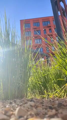 This media file is a short video clip, lasting approximately four seconds, shot from a low angle outdoors. The foreground is dominated by lush green grass, with some pebbles and dirt visible at the very bottom of the frame. Sunlight streams in from the left, creating a lens flare effect that partially obscures the grass.

In the background, a modern, bright red apartment building with numerous windows and air conditioning units stands tall against a clear, bright blue sky. To the right of the building, a dark, slatted fence or railing is visible. The scene suggests a sunny day, likely during daylight hours, given the strong sunlight and clear sky. The overall mood appears peaceful and serene, with the focus shifting between the natural elements of the grass and the man-made structure of the building. There is no visible text in the clip. The location context provided is Kaluga, Russia.
