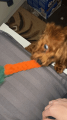Dog plays with toy carrot on shelf in Sofia
