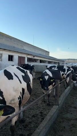 The video shows a herd of black and white cows in an outdoor pen with a long, white barn in the background. The cows are standing on muddy ground and some have yellow ear tags. The sky is clear and blue. The video pans across the herd, showing different cows from various angles. One cow in the foreground is looking directly at the camera. Another cow's rear end is prominently featured. The barn has several windows and a roof made of corrugated material. There are a few birds perched on top of the barn. The overall impression is of a typical farm scene.