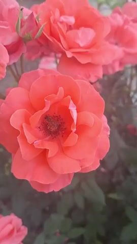A close-up shot of a coral-colored rose with a bee in its center. The rose has many petals and is in full bloom. In the background, other roses and green foliage are visible. The lighting is soft and natural, suggesting an outdoor setting. The video is static, with no discernible movement or action other than the bee's presence in the flower.