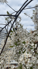 Bumblebee forages on cherry blossoms in Cheboksary, Russia