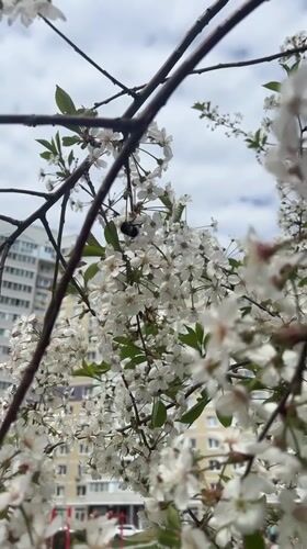 Bumblebee forages on cherry blossoms in Cheboksary, Russia
