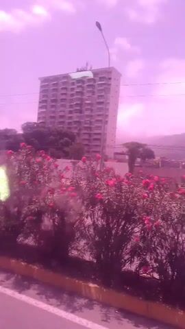 A video shows a view from a moving vehicle. The scene is dominated by a pinkish hue. In the foreground, a strip of pinkish-purple bushes with pink flowers lines a yellow-edged curb. Behind the bushes, there is a road. Further back, there are several tall buildings, some appearing to be apartment complexes, with many windows. Palm trees are visible in front of one of the buildings. The sky is cloudy. The camera is panning to the right, indicating movement.