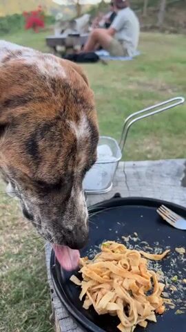 A brindle and white dog with its head down is eating noodles from a black plate on a wooden table. A metal utensil is visible on the plate. In the background, a person sits on a picnic blanket with another person nearby. The scene appears to be outdoors in a grassy area with hills in the distance.