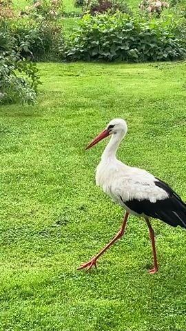 A white stork with black wing feathers and a red beak and legs walks across a manicured green lawn. In the background, there are lush green plants, a garden chair, and rose bushes with pink flowers. The scene is bathed in natural light.