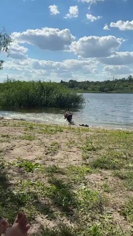 A black dog runs into a lake and splashes water. The dog is in the middle of the frame, heading into the water. There is a person on the left side of the frame. The dog appears to be playing in the water. The background shows tall green grass and trees. The sky is blue with some white clouds. The ground in the foreground is sandy with some green plants. The water is calm with some ripples.