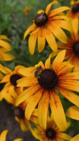 The video shows a close-up view of several black-eyed Susan flowers. A bee is visible on one of the flowers, gathering pollen. The background is blurred, suggesting a shallow depth of field, and consists of green foliage and possibly other flowers. The lighting appears to be natural daylight, highlighting the vibrant yellow petals and dark centers of the flowers. The bee is small and appears to be an adult honeybee.