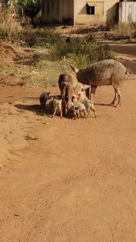 The video shows a pig standing in a dirt clearing, with several piglets clustered around it, nursing.  Another pig stands a short distance away.  In the background are some weeds and a building.  The scene appears to be in a rural area.