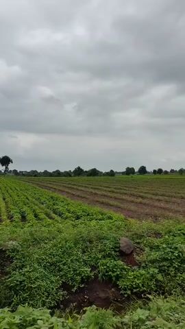 The video shows a drone flying over agricultural fields under a cloudy sky. The drone moves horizontally from left to right, capturing rows of green crops and tilled soil. Several trees are visible scattered across the landscape. The overall impression is of a rural farming area on a somewhat overcast day.