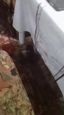Two puppies are playing under a table. One puppy is mostly brown with a darker head. The other puppy is mostly dark brown or black with some lighter brown markings. They are wrestling and nudging each other. The floor is covered with a patterned rug. A white tablecloth hangs from the table.