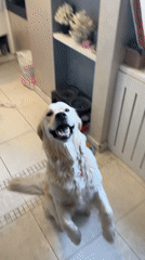 Golden retriever receives treats during training session in Moscow kitchen