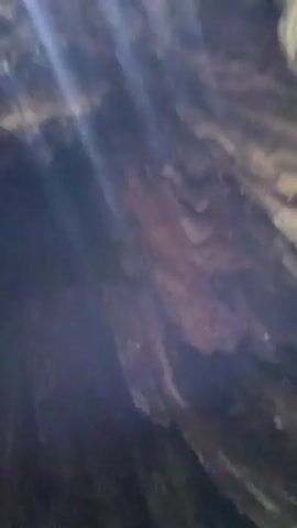 A video captures a close-up view of the hollowed-out trunk of a large tree in a forest. The camera pans upwards, revealing the rough, textured bark covered in patches of moss. Sunlight filters through the dense green canopy of leaves overhead, creating dappled light. The opening in the trunk appears dark and deep.