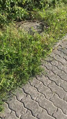 A butterfly flits through tall green grass near a manhole cover and a paved walkway. The scene is outdoors on a sunny day. The manhole cover is round and made of metal with a textured surface. The grass is a mix of different types of vegetation, including some small white and pink flowers. The paved walkway is made of interlocking grey stones. The sunlight casts shadows on the grass, indicating it is likely mid-morning or afternoon. The overall mood is peaceful and natural. There is no visible text in the media file.