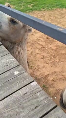 A close-up shot shows a camel's head peering over a metal fence. In the foreground, a wooden plank runs horizontally, with a person's hand holding a piece of green leafy vegetable, likely lettuce, extended towards the camel. The camel's mouth is open as it takes the vegetable from the hand. The background is a dusty, sandy enclosure. The scene appears to be at a zoo or animal park.
