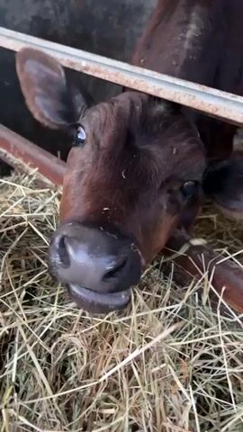 The video features a close-up of a young calf, characterized by its dark brown or black fur, situated within an animal enclosure. Metal bars or fencing are visible in the foreground and partially across the calf's head, suggesting it is looking through an opening in its pen. The ground beneath the calf is covered with a thick layer of hay or straw, indicating bedding or feed.

The calf is the primary subject, looking directly at the camera with wide, inquisitive eyes. Its snout is prominent, and its mouth is slightly open, showing gentle movement, possibly chewing on hay or attempting to lick the camera. A soft chewing or licking sound accompanies the visual.

The setting appears to be an indoor or semi-enclosed barn or stable, consistent with a farm environment in Milkovitsa, Bulgaria. The lighting suggests it is daytime, with diffused light illuminating the scene. No discernible text is visible within the video frame. The calf exhibits a curious and gentle demeanor, engaging directly with the camera.