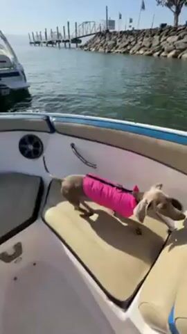 Here is a concise description of the video:

The video shows a brown dachshund wearing a pink life vest standing on the tan interior seat of a moving boat. The dog is looking out toward the water. The boat is traveling in a body of water. A stone wall can be seen in the background.