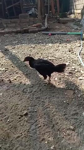 A black chicken stands on sandy ground. The chicken is facing left and appears to be pecking at the ground. In the background, there is a wooden structure and some scattered debris. The lighting suggests it is daytime.