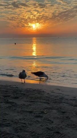 A serene beach scene unfolds at sunrise. Two seagulls stand on the wet sand at the water's edge. The sun, a bright orb, is positioned slightly left of center in the sky, casting a shimmering golden path across the calm ocean. Wispy clouds, tinged with orange and yellow hues, fill the sky. The gentle waves lap at the shore. The overall atmosphere is peaceful and tranquil.