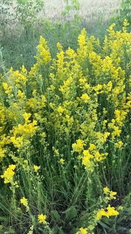 This media file displays a field of bright yellow flowers, likely Lady's Bedstraw (Galium verum), in full bloom. The flowers are dense and cover the foreground of the image. Behind the flowers, there's a grassy area with some green foliage and plants. Further in the background, a field of wheat or a similar grain crop is visible, with a distinct golden hue. The far background is dominated by a dark, dense forest. The scene appears to be set in a rural area, possibly in Velykyi Trostianets, Ukraine, given the location context. The lighting suggests it might be daytime, likely morning or late afternoon, with the sun casting a soft glow. There are no people or objects present, and no visible text. The overall mood conveyed is one of natural beauty and tranquility. The focus is on the vibrant colors and textures of the landscape.