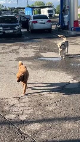 The video shows three stray dogs in a gas station parking lot. One dog has light brown fur, another is gray, and the third is black and brown. The dogs are walking on the asphalt surface, which has cracks and some wet spots. In the background, a man is fueling a dark-colored car at a gas pump. A white car is parked nearby, and a truck is visible further in the background. The sky is clear, and the lighting suggests it's daytime.