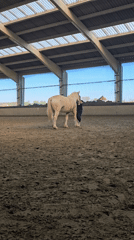 Horses graze peacefully in Belgian countryside paddocks