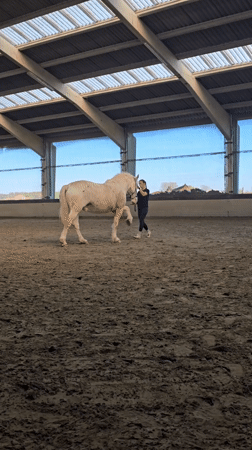 Horses graze peacefully in Belgian countryside paddocks