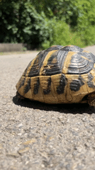 Woman's morning routine includes tortoise encounter in Podgorica