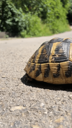 Woman's morning routine includes tortoise encounter in Podgorica