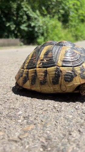 Woman's morning routine includes tortoise encounter in Podgorica