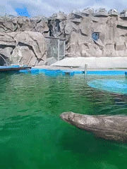 Zoo visitors capture marine mammal exhibits in Izhevsk, Russia