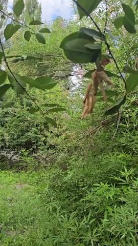 A handheld camera pans across a dense green thicket of foliage, focusing on dry seed pods hanging from a branch in the foreground. The camera's movement is slightly shaky, suggesting it is being held by someone walking or moving through the environment. The background reveals more greenery, including tall trees and a glimpse of a cloudy sky. The overall impression is of an outdoor, natural setting.