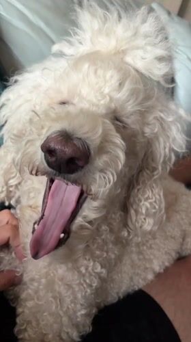 White poodle hangs out at home in Krasnoyarsk