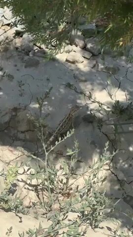 A lizard is visible on a cracked, light-colored surface. The lizard is mottled brown and grey with a long tail. Green foliage is present in the foreground and upper left corner of the frame. The ground appears dry and rocky. Shadows from the foliage fall on the lizard and the ground.