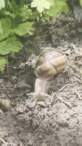 A snail is seen in a close-up shot on dirt ground, near a small patch of green vegetation. The snail has a light brown shell with darker brown stripes and a light-colored body. It is stationary, with its antennae extended. The ground around the snail is dirt with some small pieces of dried leaves. The green vegetation is partially visible at the top left corner of the frame.