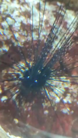 The video shows a close-up of a black sea urchin on a rocky surface. The urchin has long, thin, black spines radiating outwards. The rock is multicolored, with white, red, and brown areas. The camera then moves to show a small, blue and white striped fish swimming in the vicinity of the sea urchin.