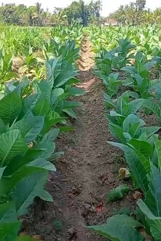 A drone flies over a field of young tobacco plants. The plants are arranged in neat rows and are a vibrant green. The field is surrounded by trees and other vegetation. The sky is blue with a few white clouds. The drone's shadow is visible on the ground.