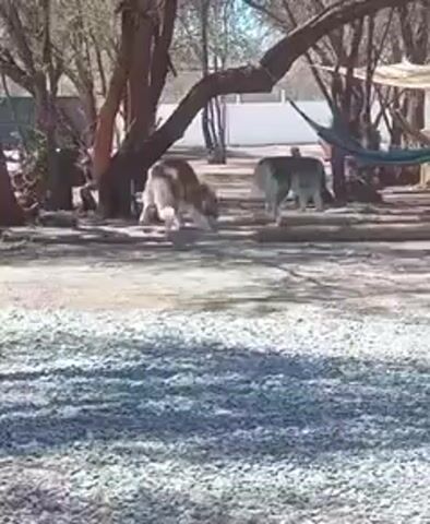 Two dogs are in a gravel yard surrounded by sparse trees. One dog is light brown and the other is grey and white. The dogs stand facing each other, interacting nose to nose. In the background there is a hammock strung between trees and a white wall. The scene appears to be a sunny day with shadows across the gravel.