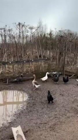 The video shows a muddy farmyard scene with various fowl. In the foreground is a large puddle reflecting the overcast sky. Several chickens, two geese (one white, one grey and white), and two turkeys are present. The birds are mostly still, but some move around the muddy ground. Behind the fowl is a makeshift wooden fence with sparse vegetation behind it. The overall scene suggests a rural, possibly agricultural setting.